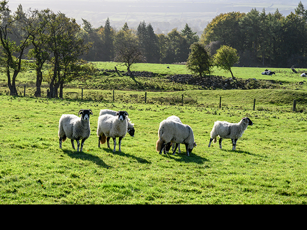 Sheep grazing