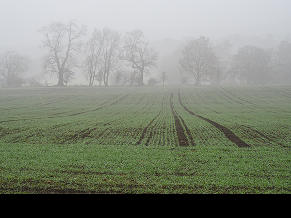 Seeded field