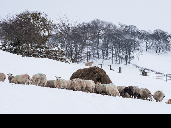 Silage feeding
