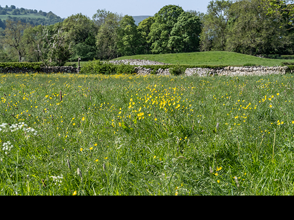 Meadow