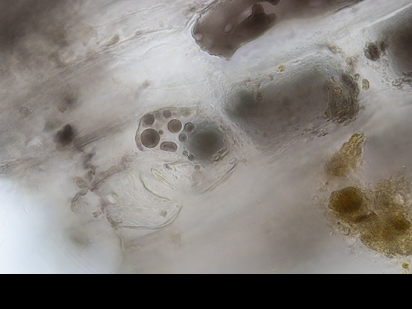 Marsh sample, Archaea