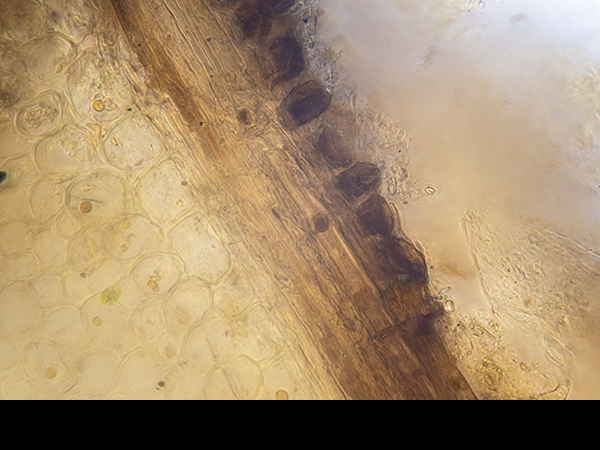 Marsh sample, Archaea