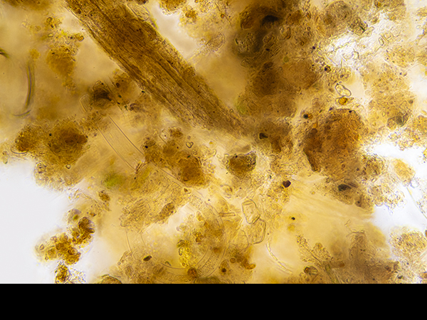 Marsh sample