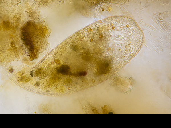 Marsh sample