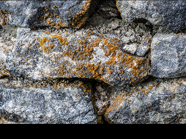 Trentepohlia on stone