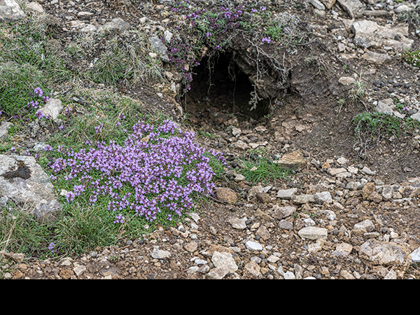 Thymus at rabbit burrow