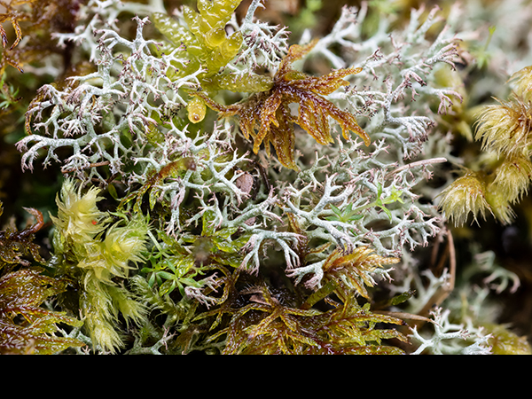 Cladonia & mosses
