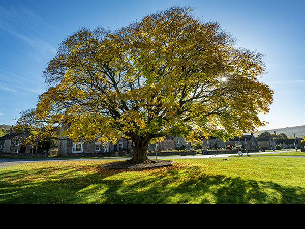 Autumn Maple
