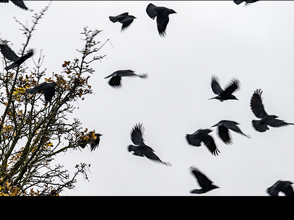 Jackdaws fly roost