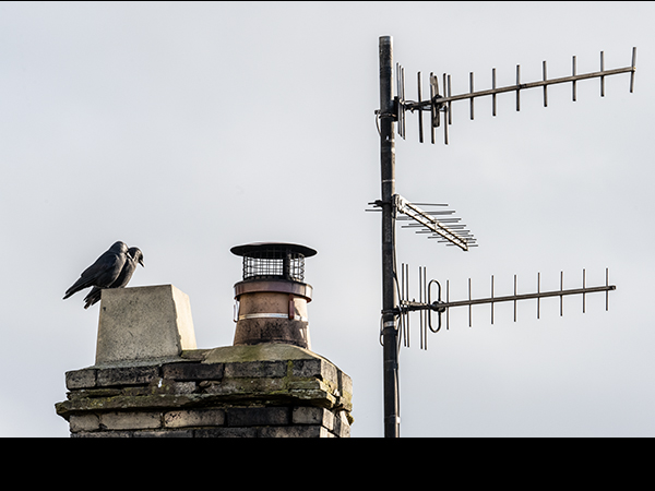 Jackdaws on roof