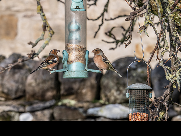 Chaffinches on feeder