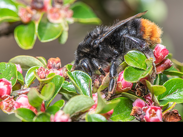 Bombus queen on Cotoneaster