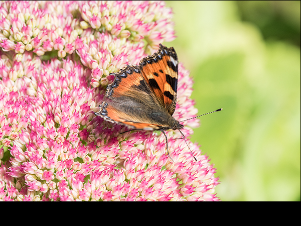 Small Tortoiseshell butterfly on Sedum