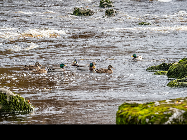 Mallards on River Ure