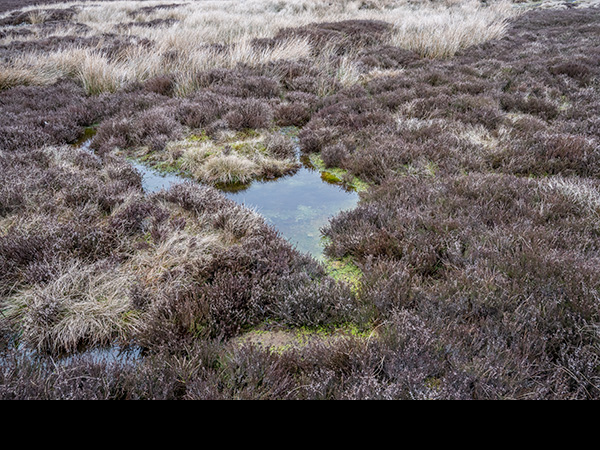 Sphagnum bog