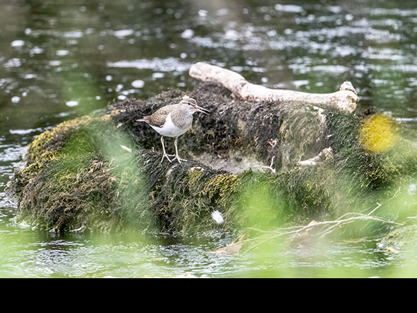 Actitis hypoleucos, Common Sandpiper