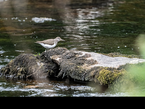 Actitis hypoleucos, Common Sandpiper