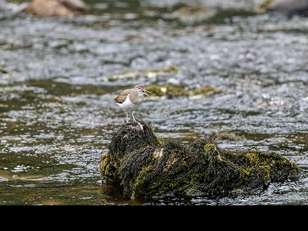 Actitis hypoleucos, Common Sandpiper