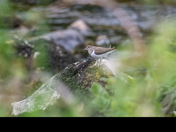 Actitis hypoleucos, Common Sandpiper