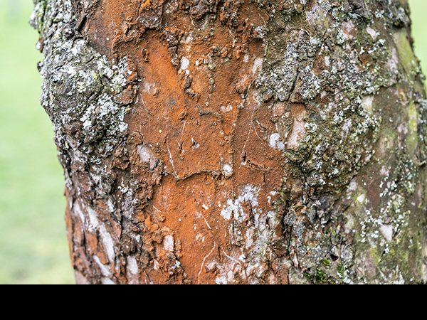 Trentepohlia on apple tree bark
