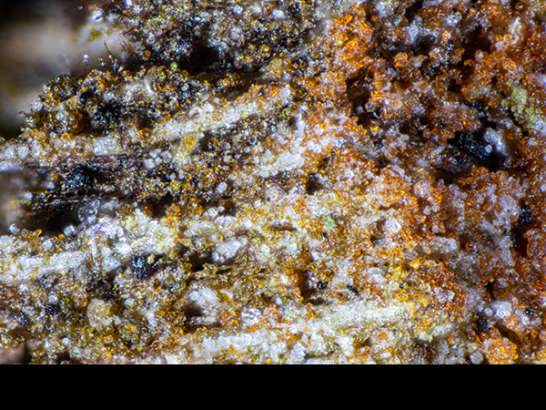 Bark layers with algae & cyanobacteria
