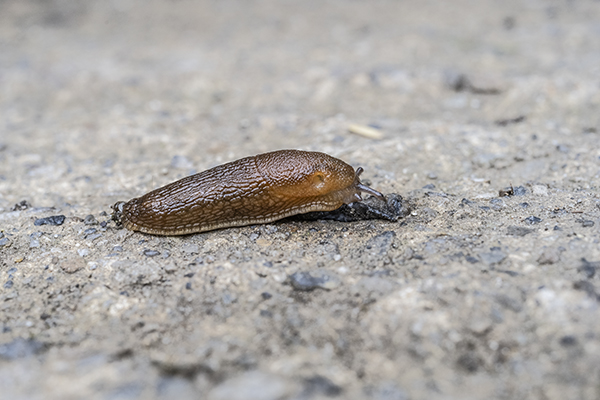 Arion subfuscus, Dusky slug
