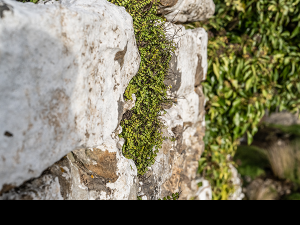 Asplenium trichomanes, Maidenhair Spleenwort