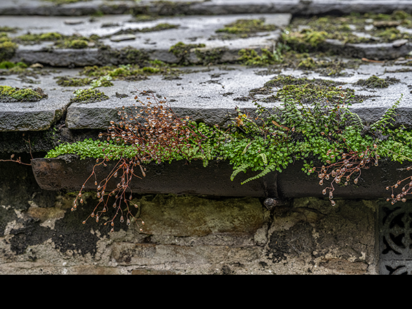 Asplenium trichomanes with Stellaria media