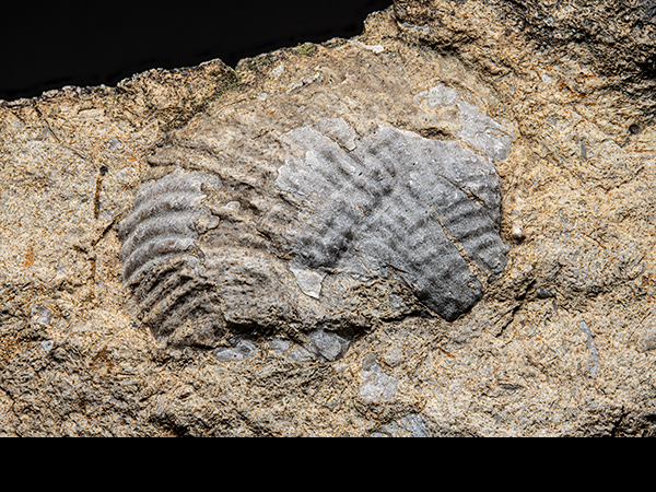Brachiopod, Cobscar Rake