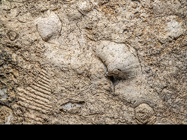 Brachiopod, Cobscar Rake