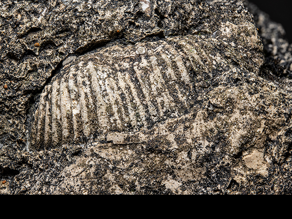 Brachiopod, Cobscar Rake