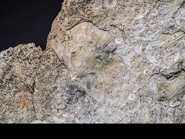 Brachiopod, Cobscar Rake