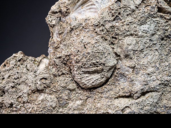 Brachiopod, Cobscar Rake