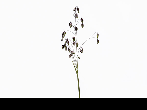 Briza media, Common Quaking-grass