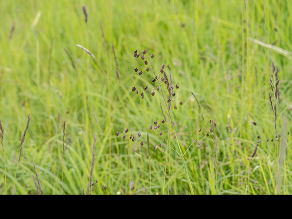 Briza media, Common Quaking-grass