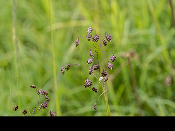 Briza media, Common Quaking-grass