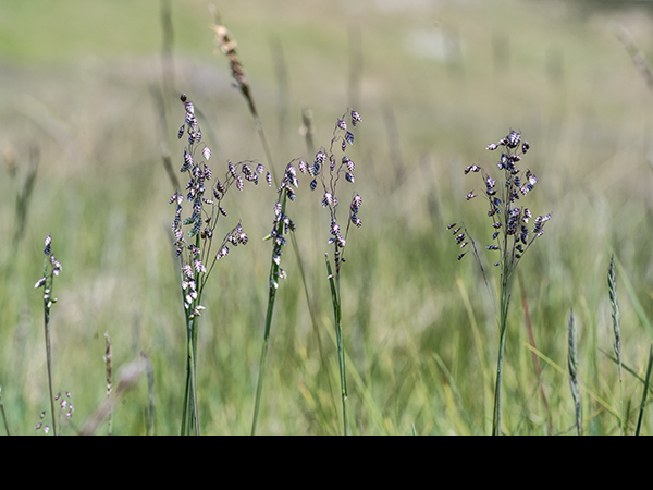 Briza media, Common Quaking-grass