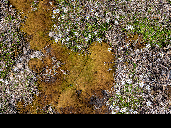 Capillary Thread Moss, Bryum capillare, with Minuartia verna