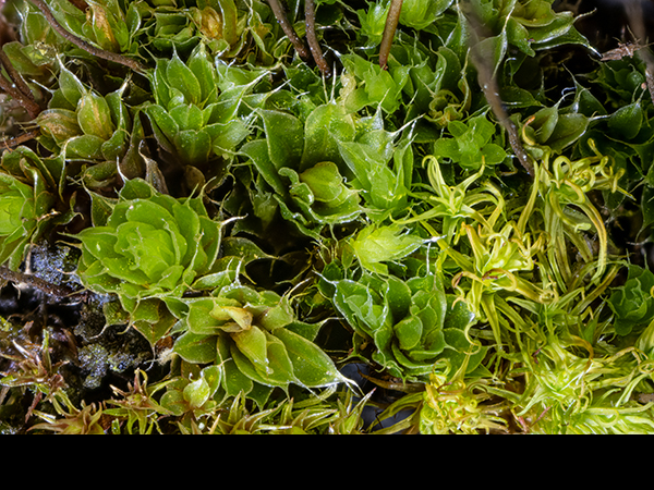 Capillary Thread Moss, Bryum capillare leaves