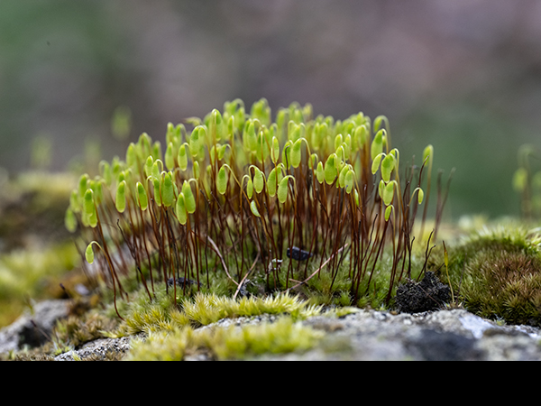 Capillary Thread Moss, Bryum capillare capsules