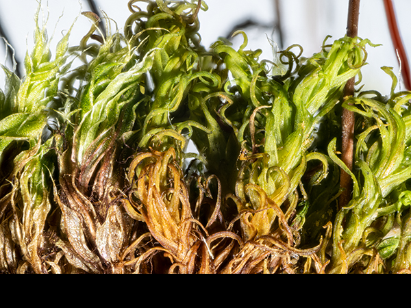 Capillary Thread Moss, Bryum capillare dry leaves