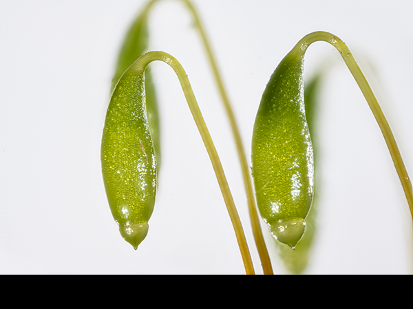 Capillary Thread Moss, Bryum capillare capsules