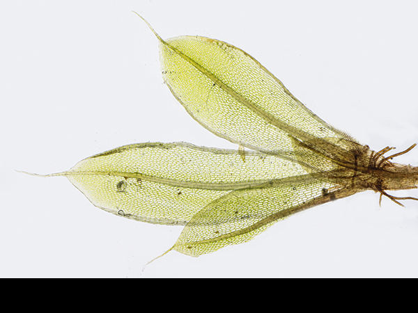 Capillary Thread Moss, Bryum capillare capsules