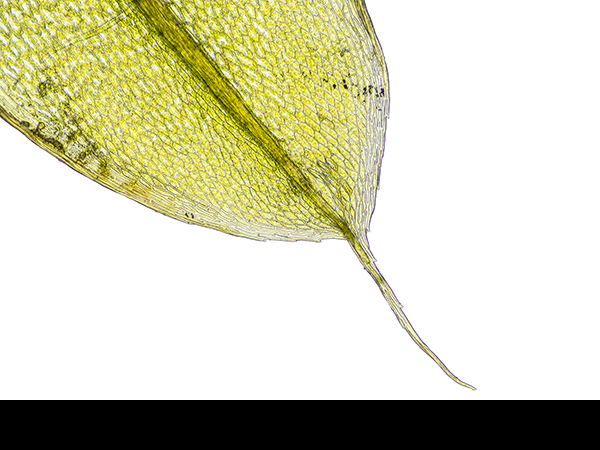 Capillary Thread Moss, Bryum capillare
