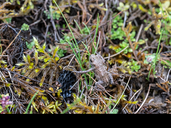 Bufo bufo, Common Toad