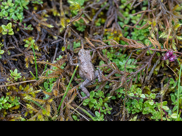 Bufo bufo, Common Toad