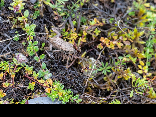 Bufo bufo, Common Toad