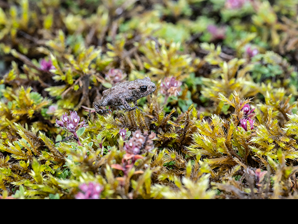 Bufo bufo, Common Toad