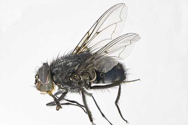 Calliphora vomitoria, Bluebottle