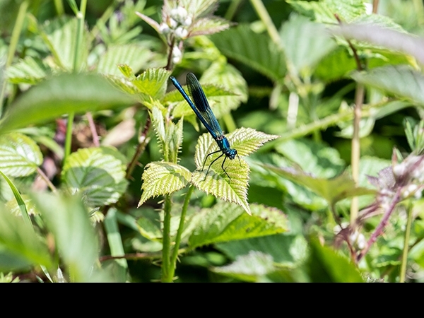 Calopteryx splendens, Banded Demoiselle, male
